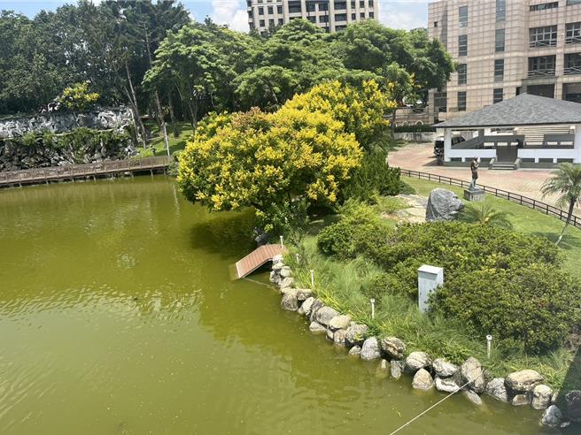 台中丰乐公园人工湖已完成优化，4只黑天鹅将于18日欢喜「入厝」。（陈淑娥摄）