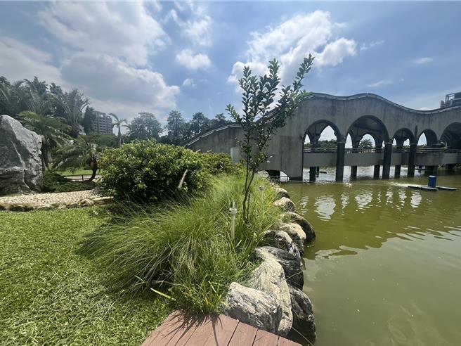 台中丰乐公园人工湖已完成优化，湖边种植绿篱提供栖息及食用植物，以迎接4只黑天鹅入住。（陈淑娥摄）