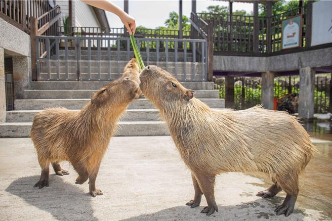 入住享受餵食萌寵的樂趣，近距離欣賞園區眾多萌寵羊駝、水豚、梅花鹿、柯爾鴨及狐獴的療癒體驗。（綠舞國際觀光飯店提供）