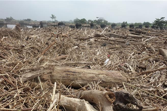 凱米颱風帶來的漂流木，屏東縣行政區域開放撿拾。（羅琦文攝）