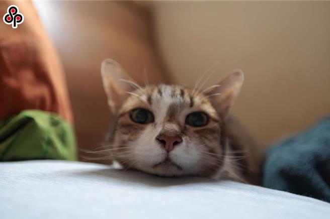 民眾提案盼国籍航空开放宠物进入客舱，民航局表示已请航空公司评估。（本报资料照）