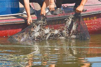 高溫影響產量 陸大閘蟹價格升至人民幣323元