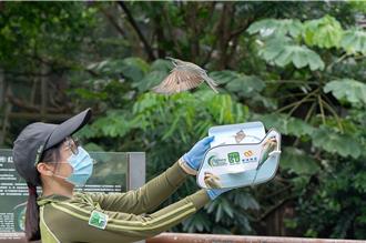 棄蛋有救了！北市動物園人工孵育 放飛「栗喉蜂虎」