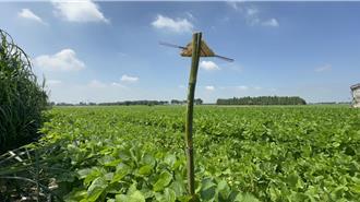 中秋節農田插「土地公拐」背後原由曝光