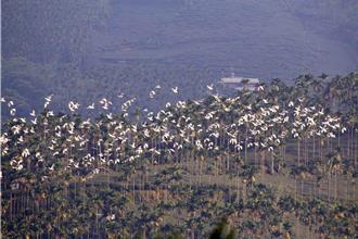 嘉義「萬鷺朝鳳」奇景限時賞！追鳥、吃美食推精彩遊程