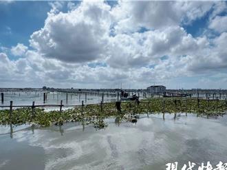 大閘蟹被颱風吹跑了？陽澄湖蟹農報平安 9／25如期開捕