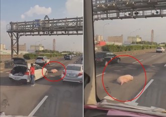 女駕駛行駛國道撞到「逃逸豬」　網友：中秋烤肉加菜了