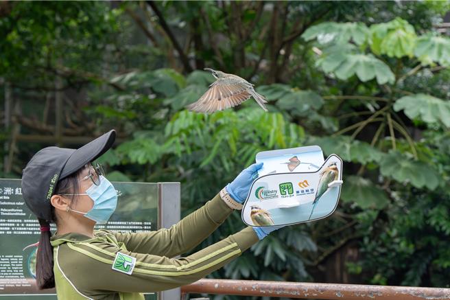 台北市立动物园近日迎来3只新的栗喉蜂虎，于今年9月12日成功放飞至穿山甲馆内。（台北市立动物园提供／刘玮晴台北传真）