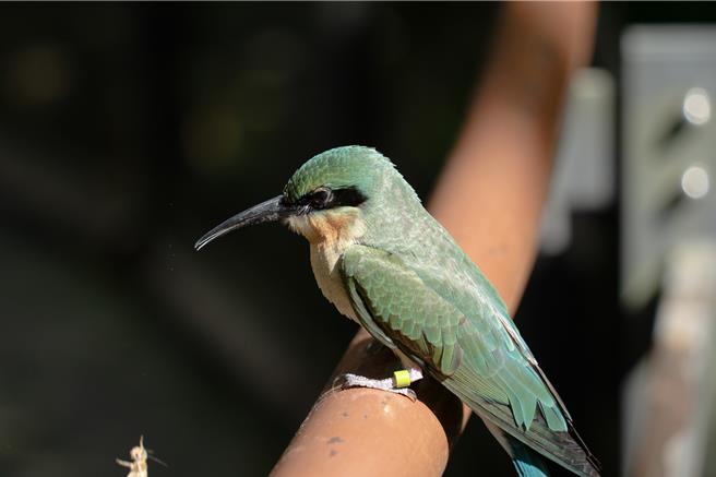 台北市立动物园自2015年起，与国立台湾大学森林环境暨资源学系研究团队及华信航空合作，展开「金门栗喉蜂虎弃蛋孵育计画」。（台北市立动物园提供／刘玮晴台北传真）