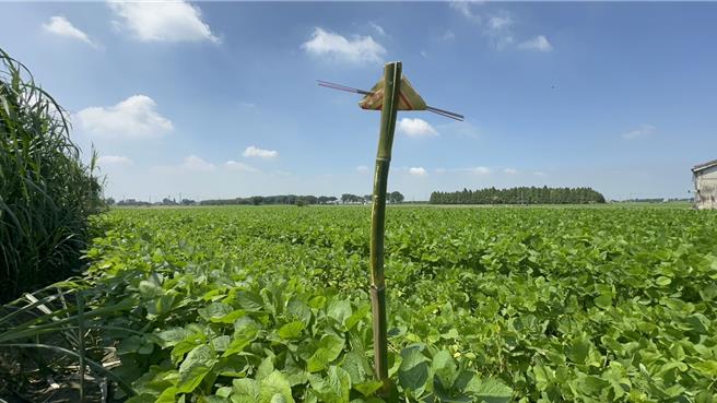 農曆8月15日是土地公得道日，以前農人會會用竹子、金紙、3炷香做1支「土地公拐」插在田頭或田尾，象徵做給土地公拄杖。（周麗蘭攝）