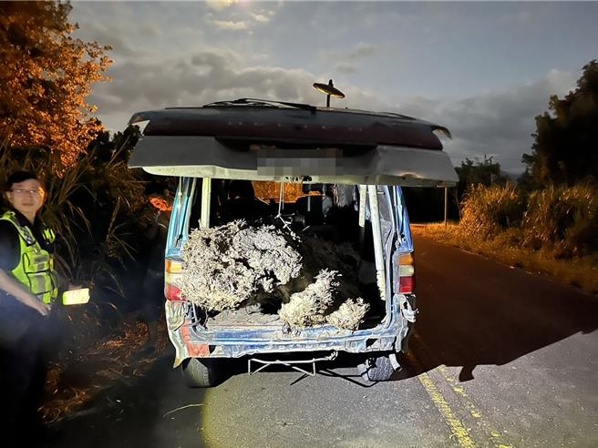 宜兰县三星乡40多岁林姓男子15日晚上，意图将藏在安农溪草丛的扁柏偷偷运出变卖。（警方提供／吴佩蓉宜兰传真）