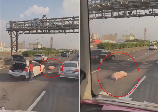 國道一號楠梓段，有女駕駛撞到逃逸的豬。（翻攝網路）