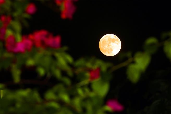 今年中秋节除了有「超级月亮」外，也是自2015年以来最大的中秋月，是整个21世纪中唯一一次有亮眼行星伴月的中秋夜，是罕见的美景。（邓博仁摄）