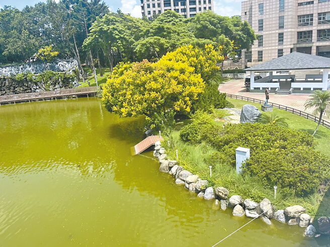 台中豐樂公園人工湖已完成優化，湖邊種植綠籬提供棲息及食用植物，以迎接黑天鵝入住。（陳淑娥攝）