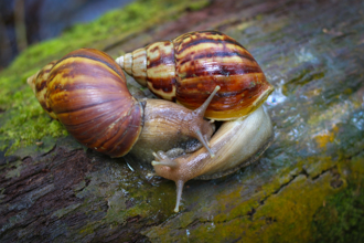 台東爆吃蝸牛3死 金蘭醬油家族39年前「吞大蝸牛」慘滅門