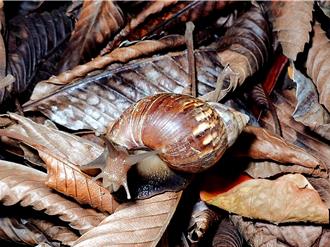 疑吃蝸牛釀台東3死4命危 毒物專家嘆：又急又猛烈很少見