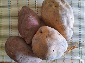 金山甘藷正值產季 66號「紅」出色、57號「金」有味 這樣吃最健康