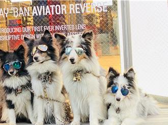 寵物店養老鼠咬布袋　單親二寶媽巧立名目Ａ走20餘萬