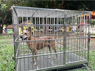 台南推廣「府城傳家警衛犬」！認養工作犬送好禮