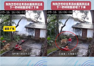 狗狗突咬衣拉走玩耍男孩！下一秒出現「驚人一幕」