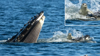一海豹被大翅鯨誤吞 表情滿臉矇「我在哪？」