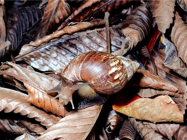 台東縣金峰鄉聚會多人疑似吃蝸牛，已釀3死4命危慘劇。蝸牛示意圖。（資料照／任義宇攝）