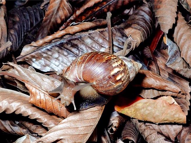 小米粽疑似中毒案 食藥署鎖定5物質分析、拚一周完成調查（示意圖/本報資料照）