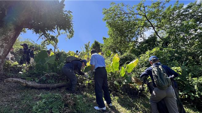 每年8、9月是小花蔓泽兰防治月，林业及自然保育署花莲分署已办理多场宣导活动，花莲县府也开始办理收购作业，每公斤8元。（林保署花莲分署提供／王志伟花莲传真）
