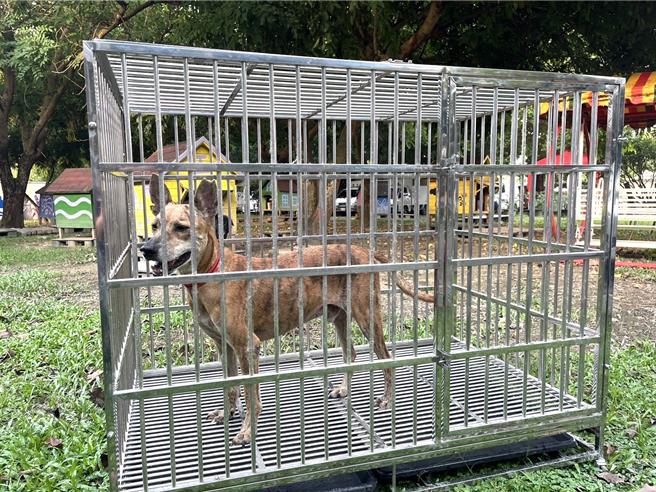 台南市政府動保處推廣多元工作犬認養，今年祭出「府城傳家警衛犬」新方案加碼送犬籠等好禮，讓民眾帶回家。（台南市政府動保處提供／張毓翎台南傳真）