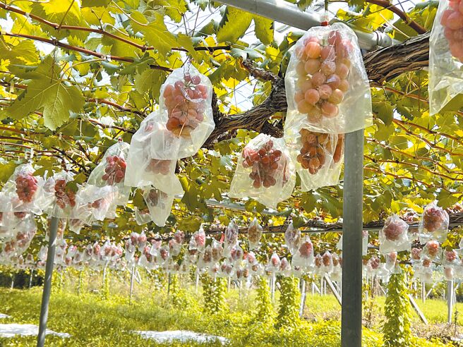 山梨縣日照充足，適合果樹生長。（吳奕萱攝）