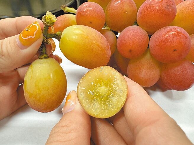 「Sunshinred」為紅色麝香葡萄，品嘗時帶有茶香味。（吳奕萱攝）