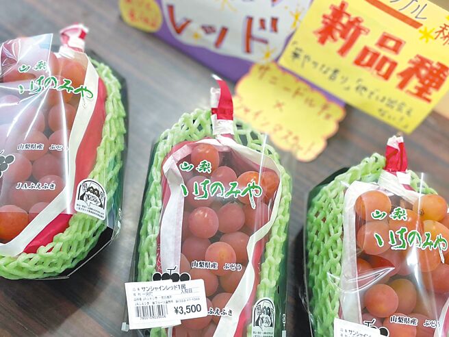 日本山梨縣研發麝香葡萄新品種「Sunshinred」。（吳奕萱攝）