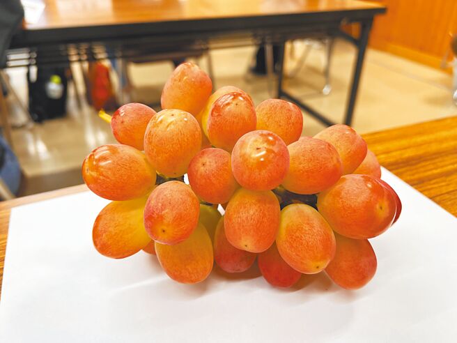 「Sunshinred」葡萄目前僅在日本少量販售，未來5年後產量才能穩定。（吳奕萱攝）