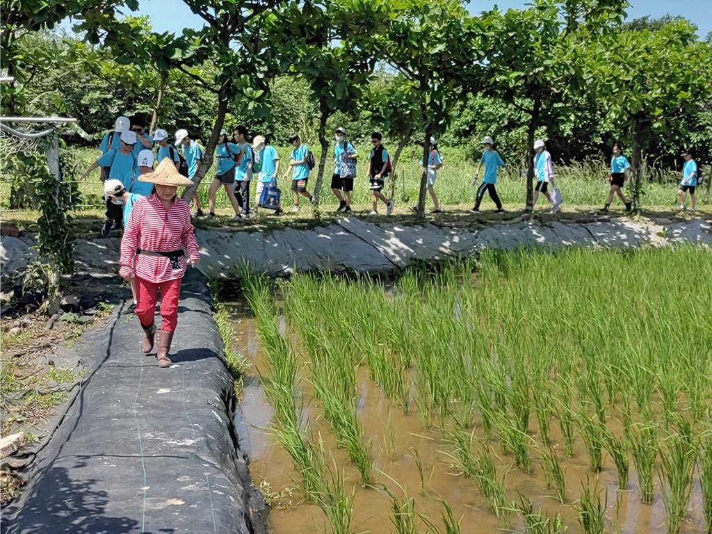 金山區深化食農教育 校長：體驗從田間到餐桌的生命教育