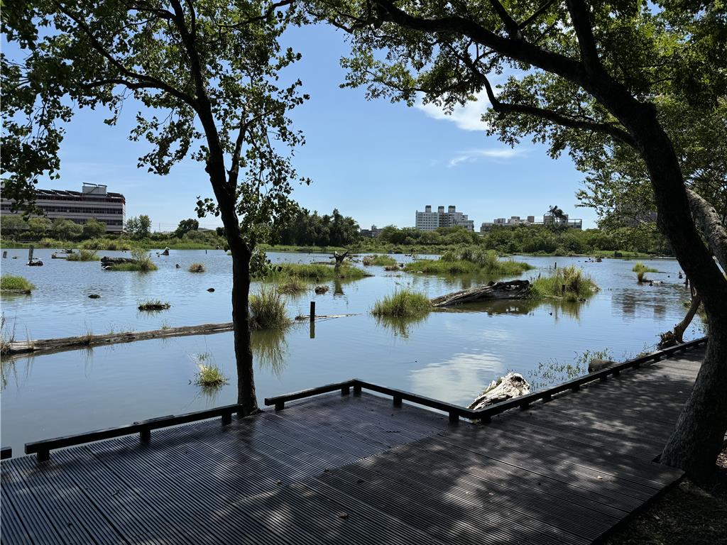 羅東林場貯木池魚群大量死亡 園區飄惡臭遊客敬而遠之