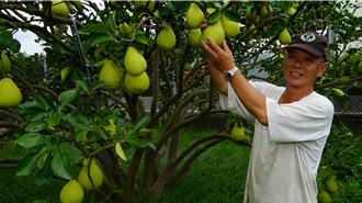 陸停止34項農產品免關稅 麻豆區農會：看得到、吃不到