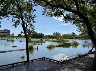 羅東林場貯木池魚群大量死亡 園區飄惡臭遊客敬而遠之