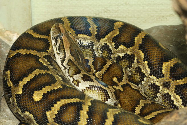 泰國一名婦人日前晚間在家洗碗時，突然遭一條長約4公尺、重超過20公斤的巨蟒襲擊、纏繞。（示意圖：Shutterstock／達志）