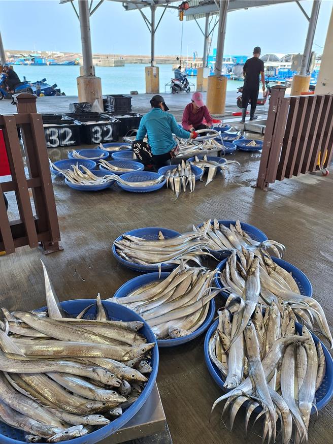 屏東縣枋寮區漁會產值最高的是魩鱙魚，再來就是白帶魚，以去年數據統計，白帶魚產量有70.469公噸，產值有1304萬7809元。（枋寮區漁會提供／謝佳潾屏東傳真）