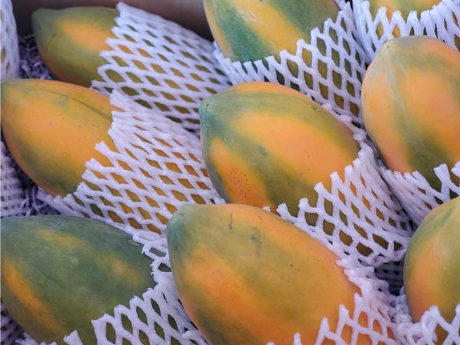 林内乡的台农二号木瓜名为「红透台湾」，目前国内每公斤拍卖价格飙破100元。（周丽兰摄）