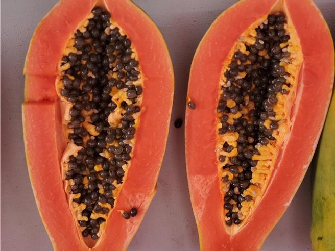 今年七月底凯米颱风肆虐，优质的林内木瓜甜度仍高达16度。（本报资料照片）