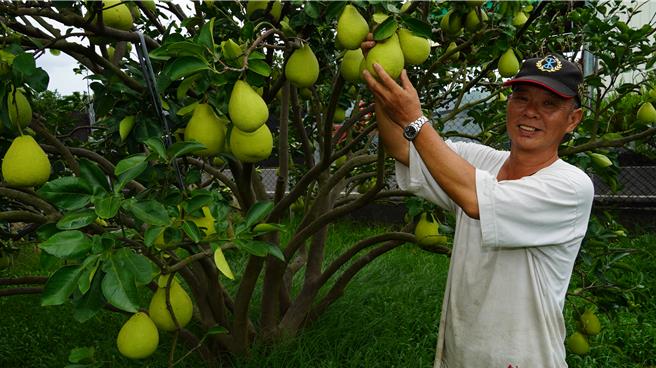 就算大陸開放台灣文旦進口，享譽全台的麻豆文旦仍無法銷往大陸。（本報資料照片）