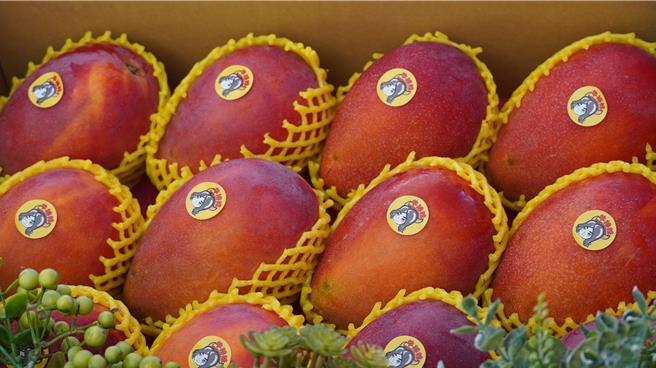 台南的爱文芒果品质优异，外销日本、新加坡等国家备受欢迎。（本报资料照片）