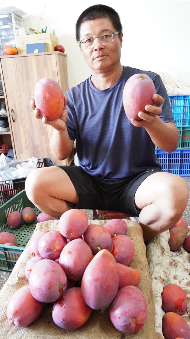 南化区芒果果农吕益胜期许政府开拓农产运销管道，让农民有感。（本报资料照片）