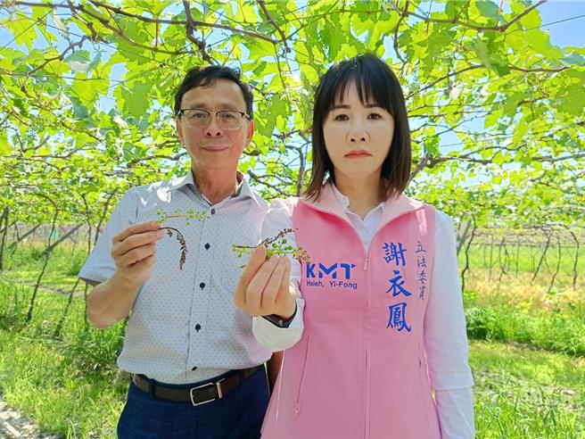 葡萄冬果受高溫影響，有的整串枯萎，有的結果僅數顆，埔心鄉農會總幹事張旗聞、立委謝衣鳳視察葡萄園。（葉靜美攝）