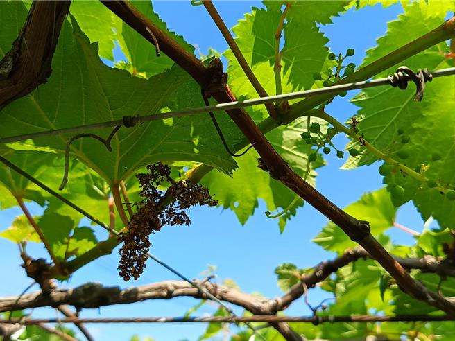 秋季高溫導致葡萄冬果傳出災損，有的整串枯萎，有的結果僅數顆，果農們損失慘重。（葉靜美攝）