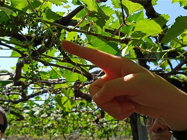 秋季高溫導致葡萄冬果傳出災損，有的整串枯萎，有的結果僅數顆，果農們損失慘重。（葉靜美攝）