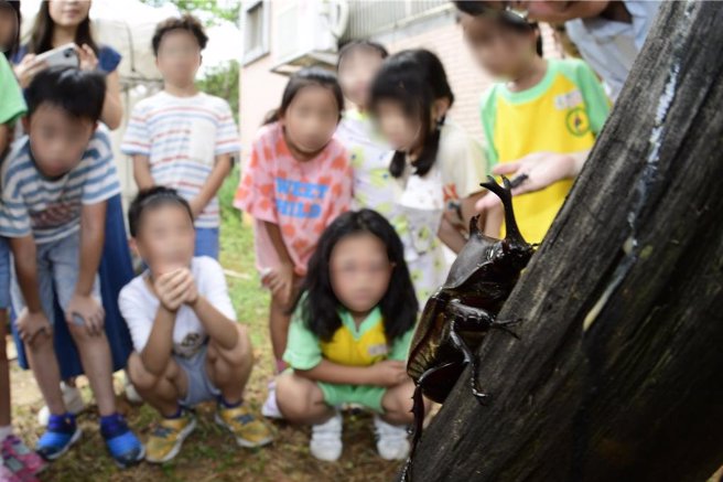 桃園自立國小落實環境生態教育獨角仙現蹤。(自立國小提供／呂筱蟬桃園傳真)