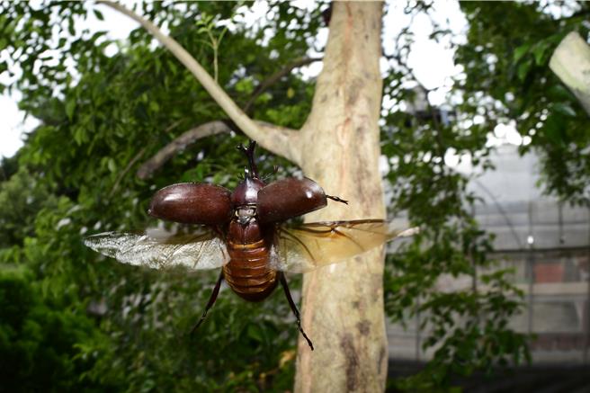 桃園自立國小落實環境生態教育獨角仙現蹤。(自立國小提供／呂筱蟬桃園傳真)