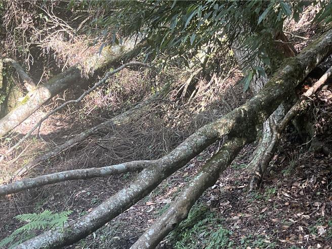 八通關越嶺線西段指標4.3公里至14.7公里處仍有多處阻斷，指標8.8公里處有倒木。（玉山國家公園提供／楊靜茹南投傳真）